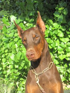 Vicaral Dobermans – Contact us at Vicaral@yahoo.com